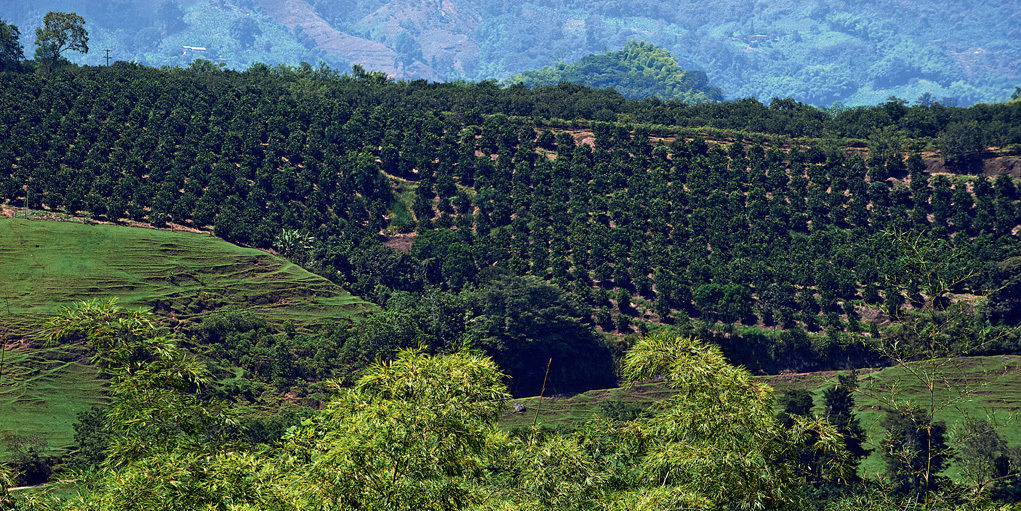 Hacienda Bambusa